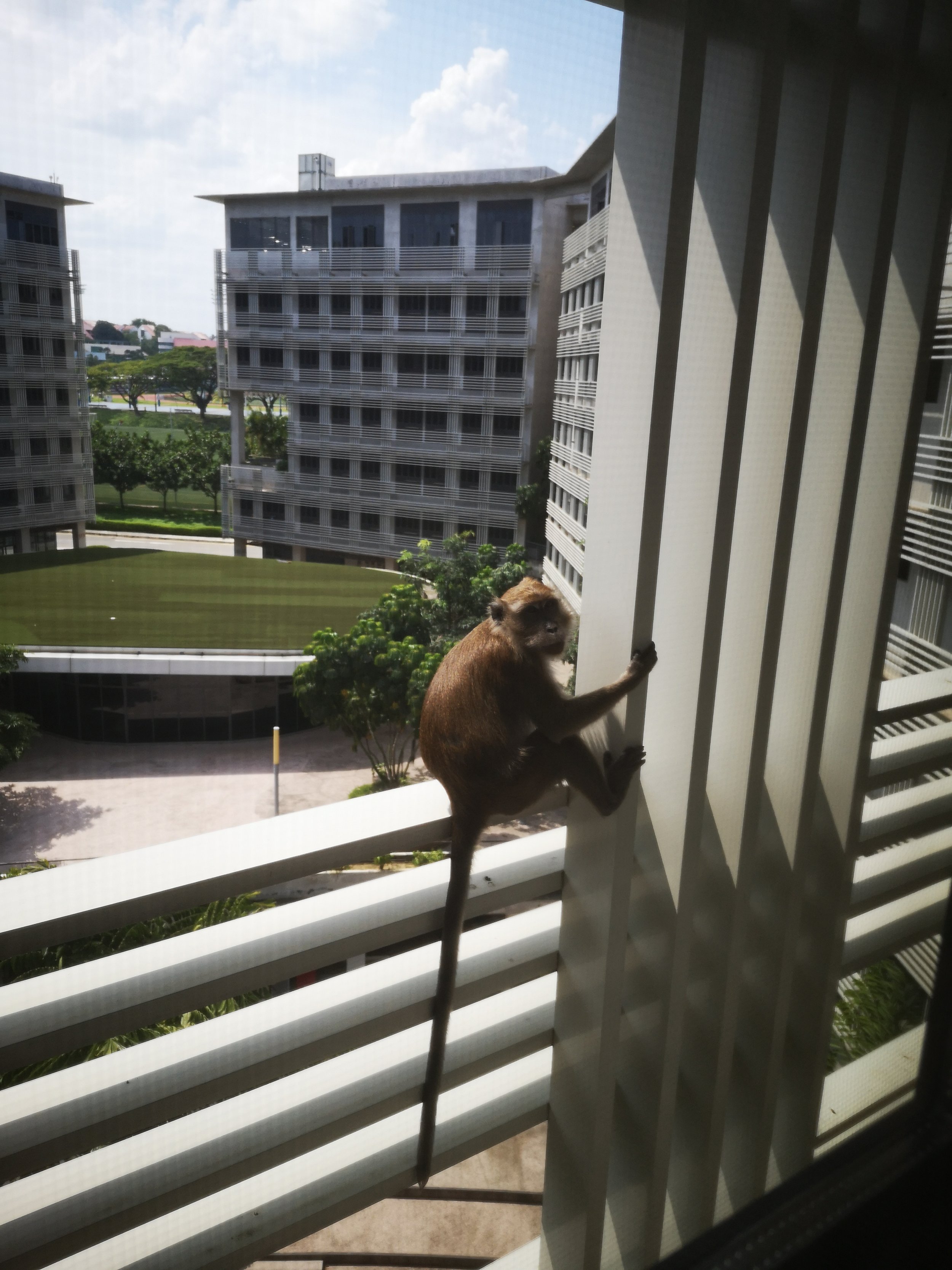 A macaque waiting for a chance to break into my room from the windows for food.